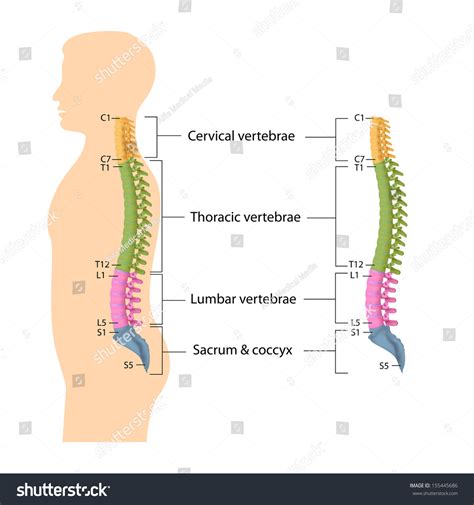 pictures of the spine anatomy.